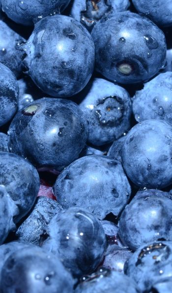 blueberry, berry, blue wallpaper Wallpaper 600x1024
