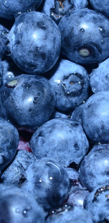 blueberry, berry, blue wallpaper Wallpaper 1440x2960