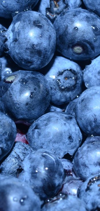 blueberry, berry, blue wallpaper Wallpaper 720x1520