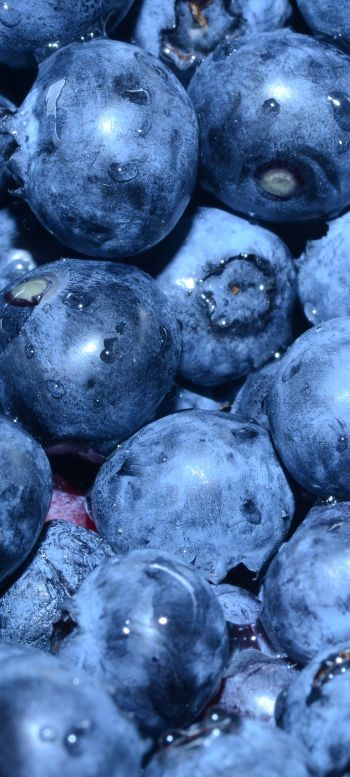 blueberry, berry, blue wallpaper Wallpaper 720x1600