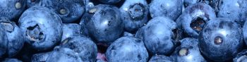 blueberry, berry, blue wallpaper Wallpaper 1590x400