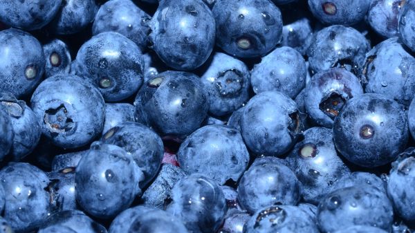 blueberry, berry, blue wallpaper Wallpaper 1920x1080