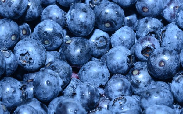 blueberry, berry, blue wallpaper Wallpaper 1920x1200