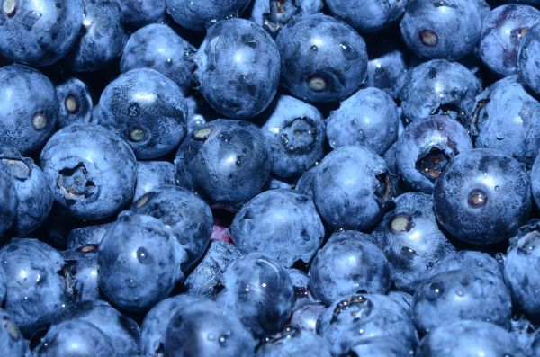 blueberry, berry, blue wallpaper Wallpaper 4928x3264