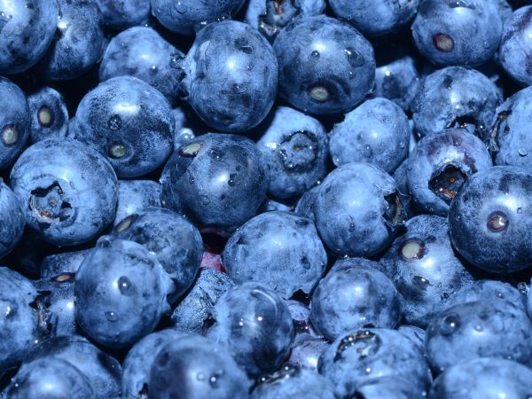 blueberry, berry, blue wallpaper Wallpaper 800x600