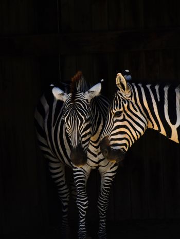 two zebras, wild animals Wallpaper 1620x2160