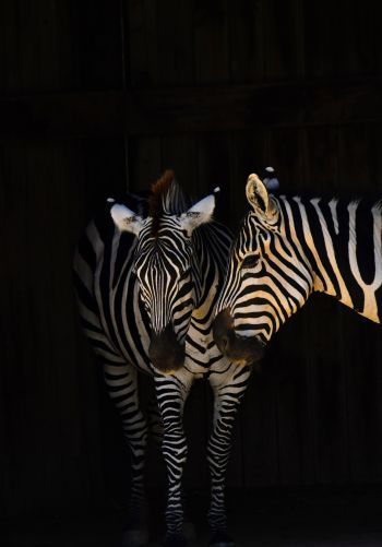 two zebras, wild animals Wallpaper 1668x2388