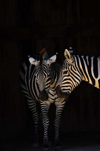 two zebras, wild animals Wallpaper 640x960