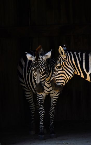 two zebras, wild animals Wallpaper 1752x2800