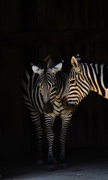 two zebras, wild animals Wallpaper 1200x2000