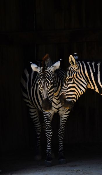 two zebras, wild animals Wallpaper 600x1024