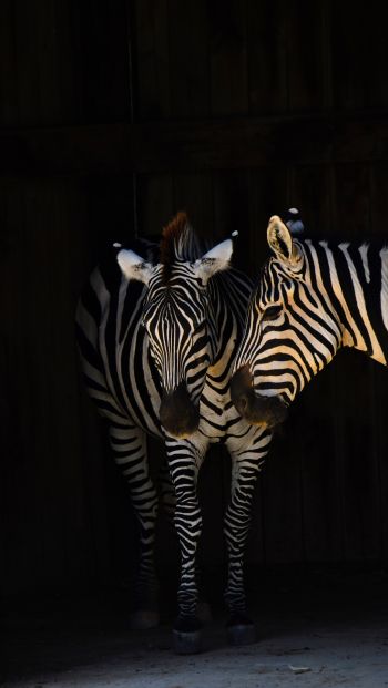 two zebras, wild animals Wallpaper 640x1136