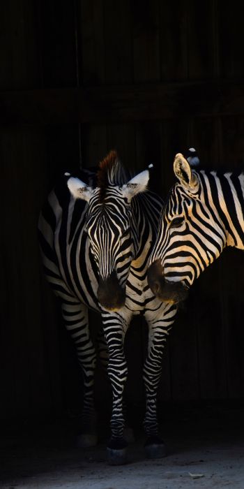 two zebras, wild animals Wallpaper 720x1440
