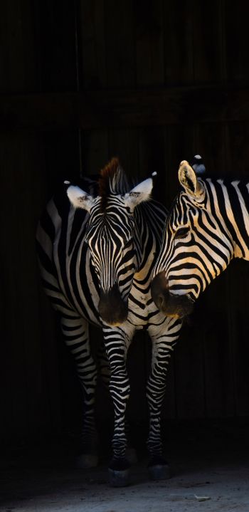 two zebras, wild animals Wallpaper 1080x2220