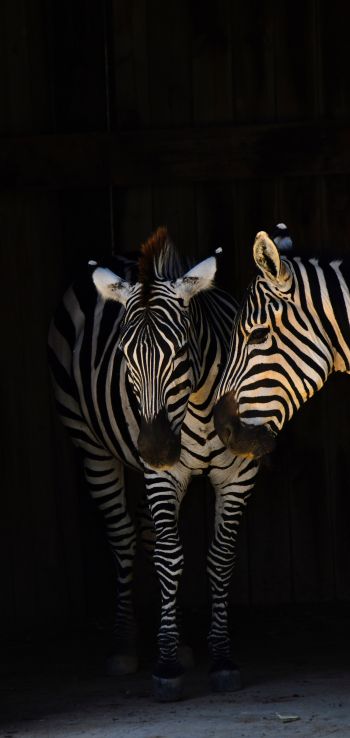 two zebras, wild animals Wallpaper 1440x3040