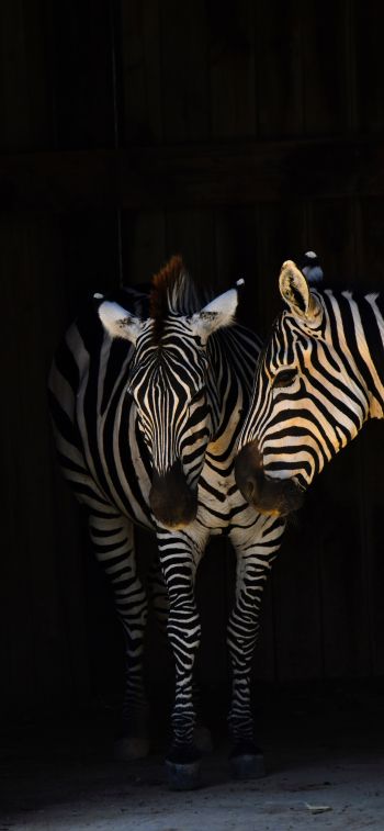 two zebras, wild animals Wallpaper 1125x2436