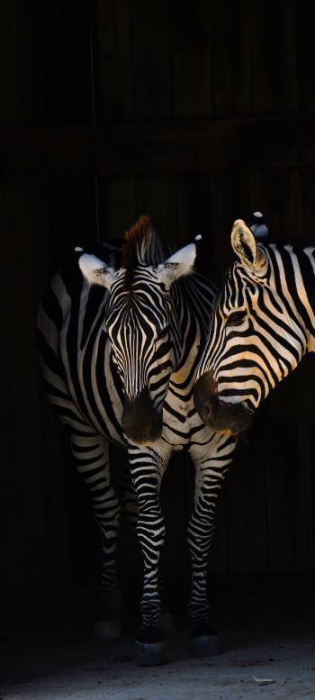 two zebras, wild animals Wallpaper 1080x2400