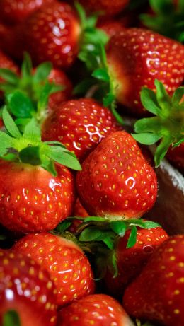 strawberry, berry Wallpaper 640x1136