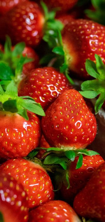 strawberry, berry Wallpaper 1080x2280