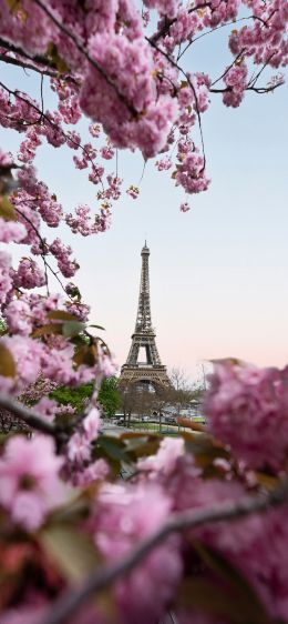 Обои 828x1792 Франция, Париж, весна