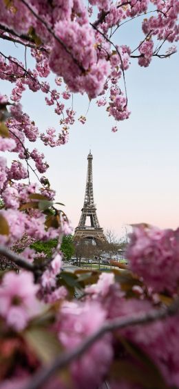 Обои 1080x2340 Франция, Париж, весна