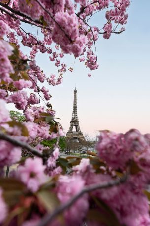 France, Paris, spring Wallpaper 640x960