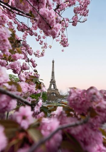 France, Paris, spring Wallpaper 1668x2388