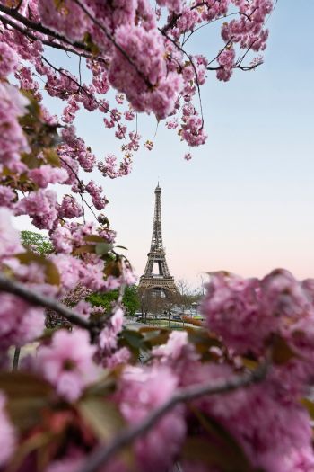 Обои 640x960 Франция, Париж, весна