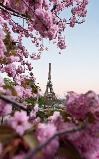 France, Paris, spring Wallpaper 1600x2560