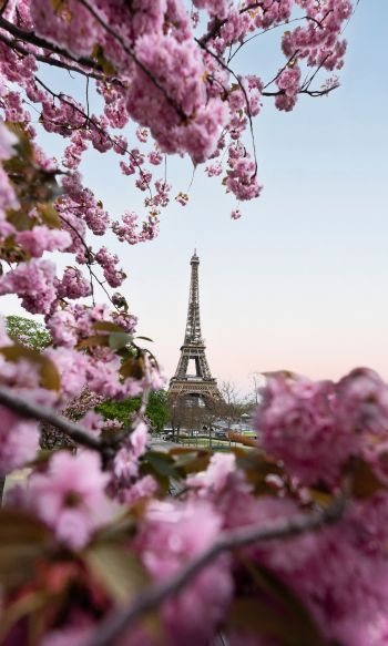 France, Paris, spring Wallpaper 1200x2000