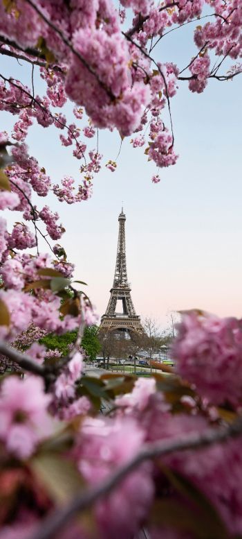 France, Paris, spring Wallpaper 1080x2400