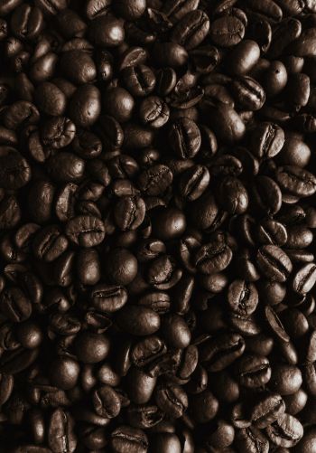 coffee beans, coffee, brown wallpaper Wallpaper 1668x2388