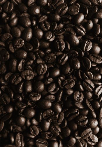 coffee beans, coffee, brown wallpaper Wallpaper 1640x2360