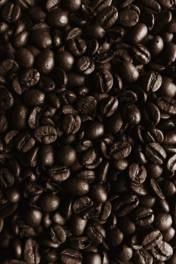 coffee beans, coffee, brown wallpaper Wallpaper 640x960