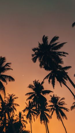 orange sky, sunset Wallpaper 640x1136