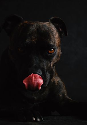 dog, pet Wallpaper 1640x2360