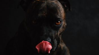 dog, pet Wallpaper 1600x900