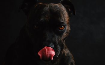dog, pet Wallpaper 2560x1600
