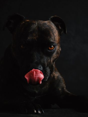 dog, pet Wallpaper 1620x2160
