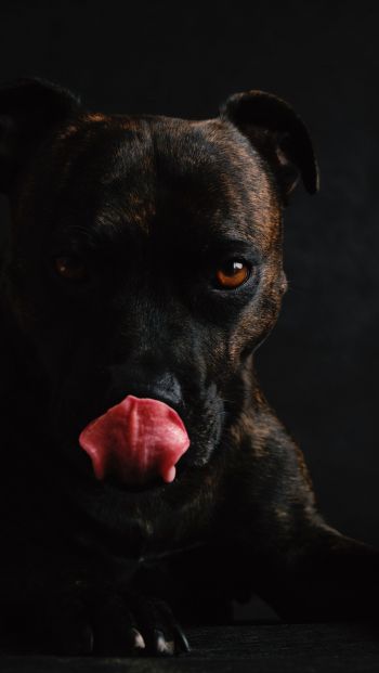 dog, pet Wallpaper 640x1136