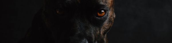 dog, pet Wallpaper 1590x400