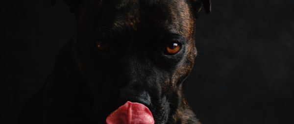 dog, pet Wallpaper 2560x1080