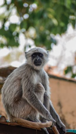 monkey, national park Wallpaper 640x1136