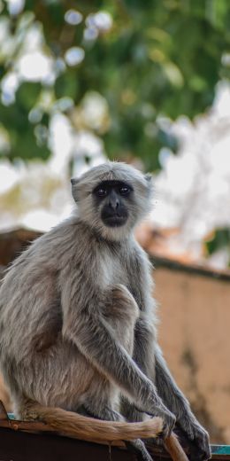 monkey, national park Wallpaper 720x1440