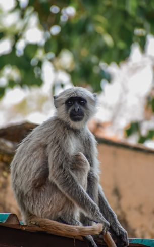 monkey, national park Wallpaper 1200x1920