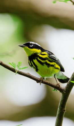 bird, canary Wallpaper 600x1024