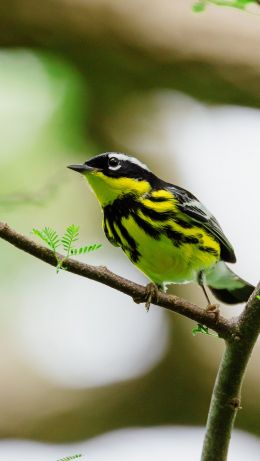 bird, canary Wallpaper 640x1136