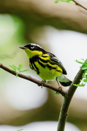 bird, canary Wallpaper 640x960