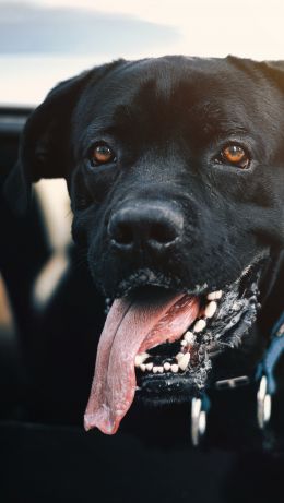 dog, labrador Wallpaper 640x1136