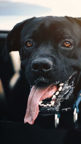 dog, labrador Wallpaper 1440x2560